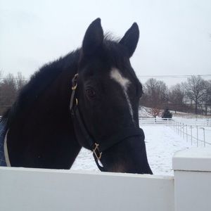 Meet your Posher, Connconnie